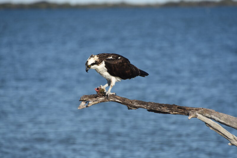 Osprey with fish_Ron Jamison