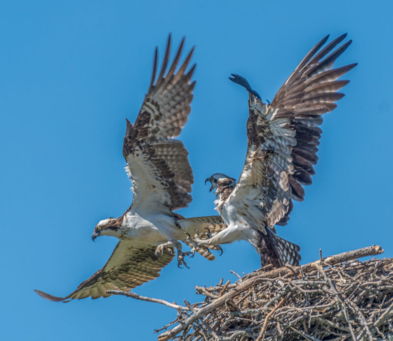 Osprey_Bill Tucker