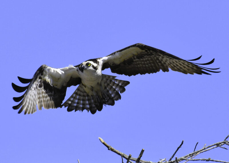 cr _DSC8861 Osprey Over Nest, Ed Kyle