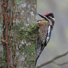 Yellow-bellied sapsucker_Karen Bolton
