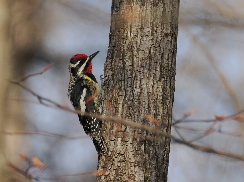 1 Yellow-bellied Sapsucker, Back Creek Trail, Roanoke County, VA 1 Yellow-bellied Sapsucker, Back Creek Trail, Roanoke County, VA
