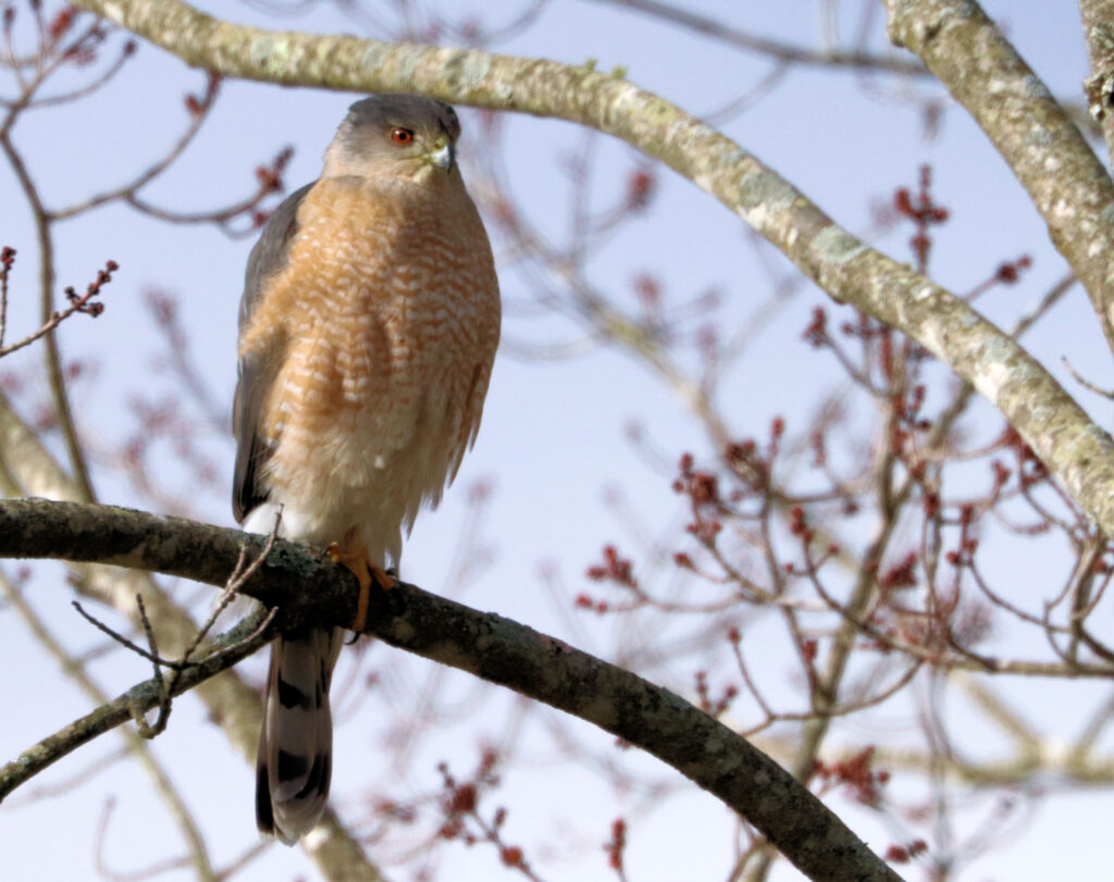 10 Cooper's Hawk, Botetourt County, VA
