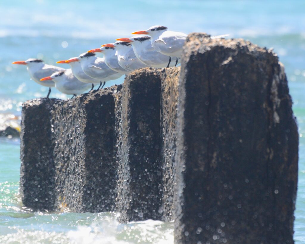 11 Royal Terns, St Croix , US Virgin Islands