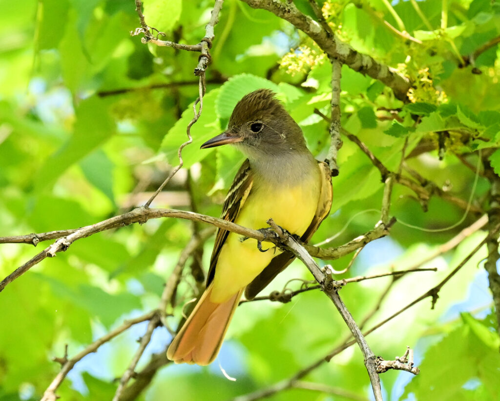 12 Great-crested Flycatcher, Roanoke County, VA