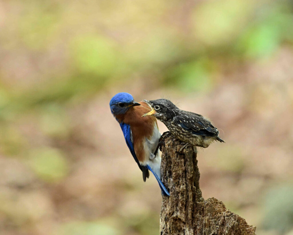 13 Eastern Bluebird Fledgling Feeding, Roanoke County, VA