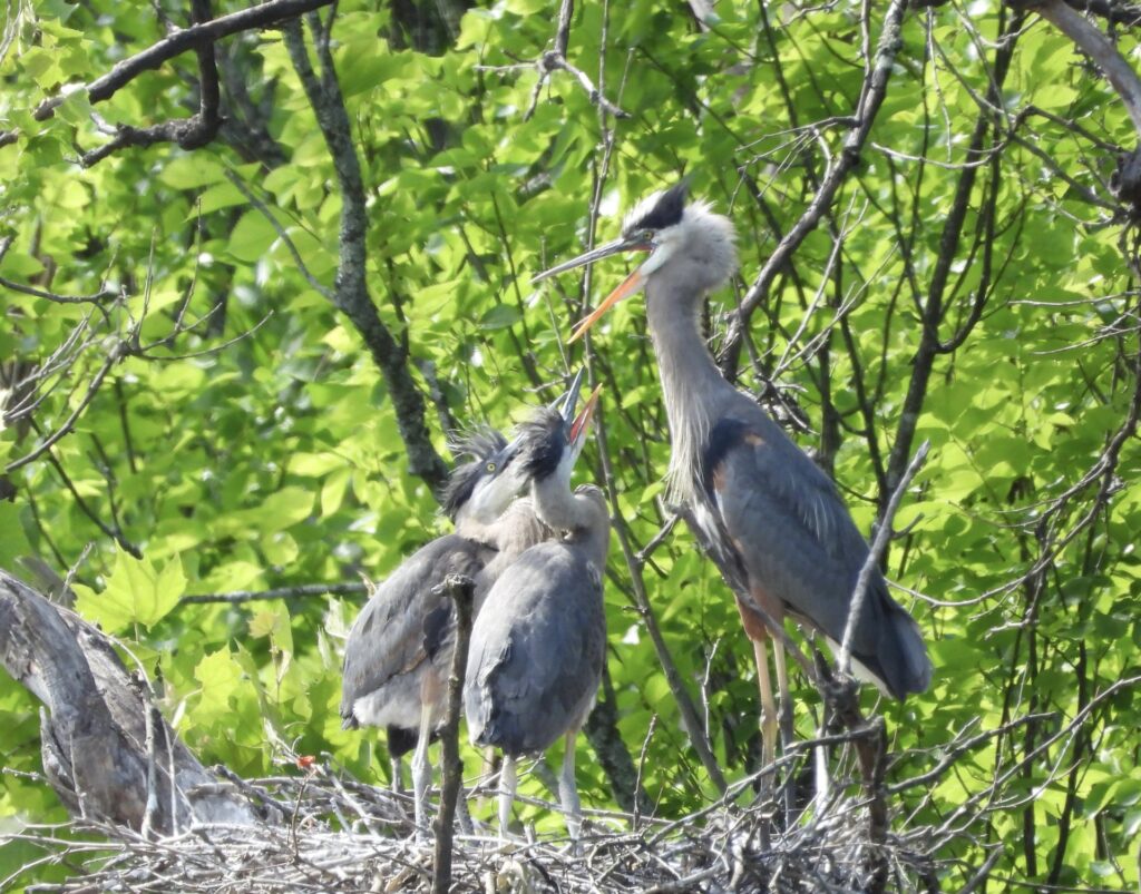 14 Great Blue Heron and Chicks, Roanoke River Greenway, Roanoke, VA