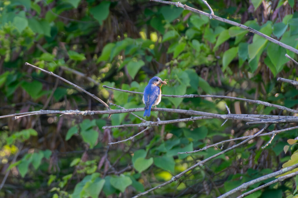 15 Eastern Bluebird, Natural Bridge, VA