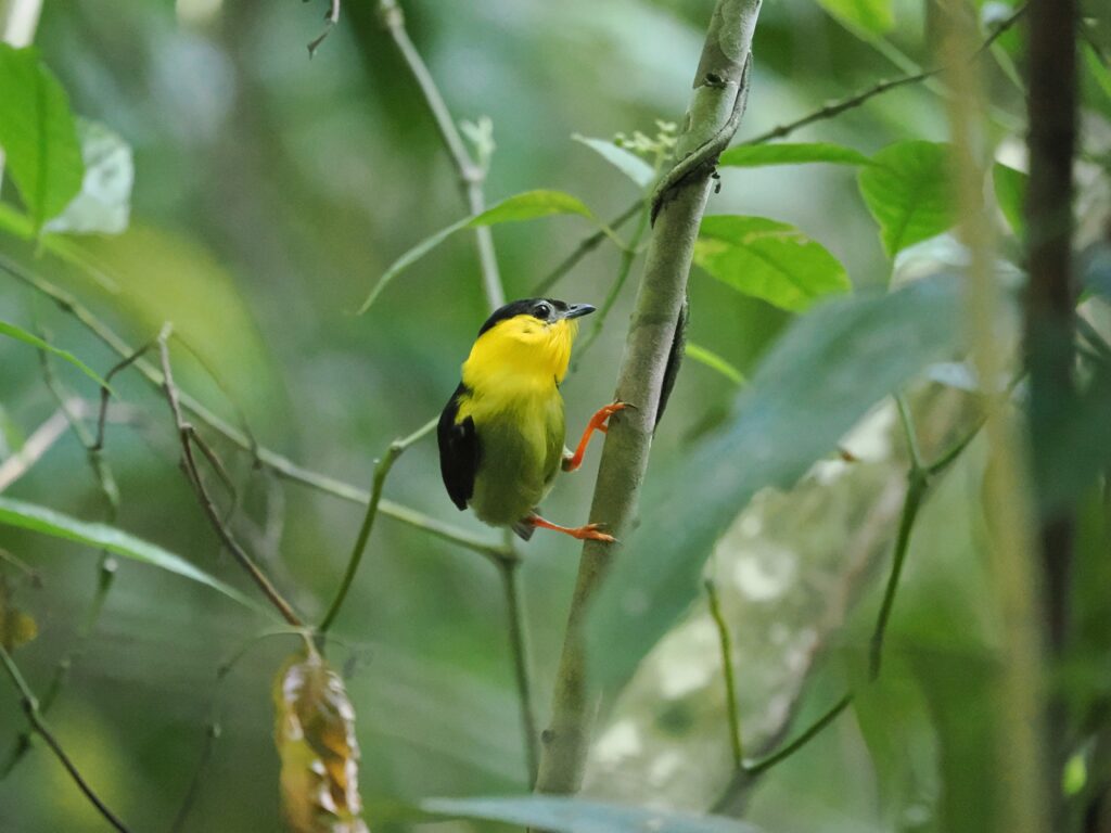 16 Golden-collared Manakin, Panama