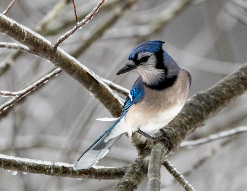 17 Blue Jay, Buchanan, VA