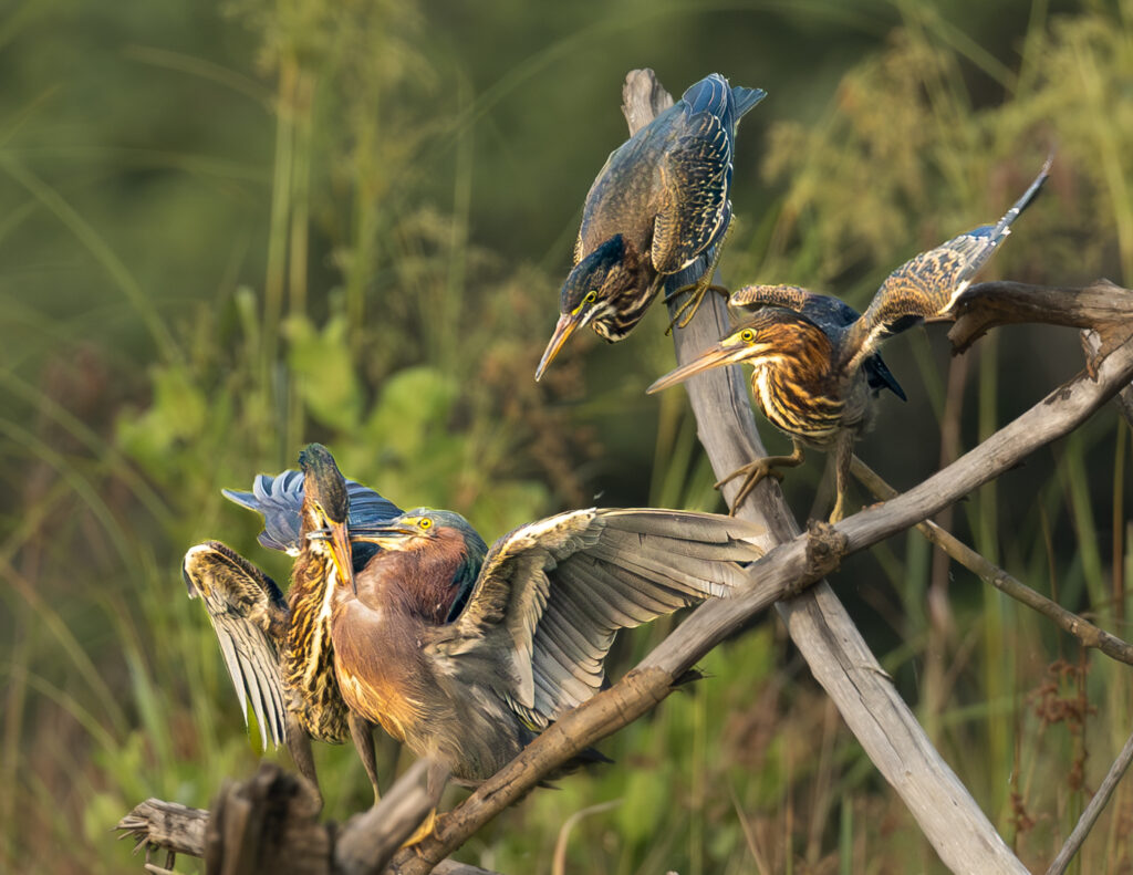 18 Green Herons, Fairy Stone State Park, VA