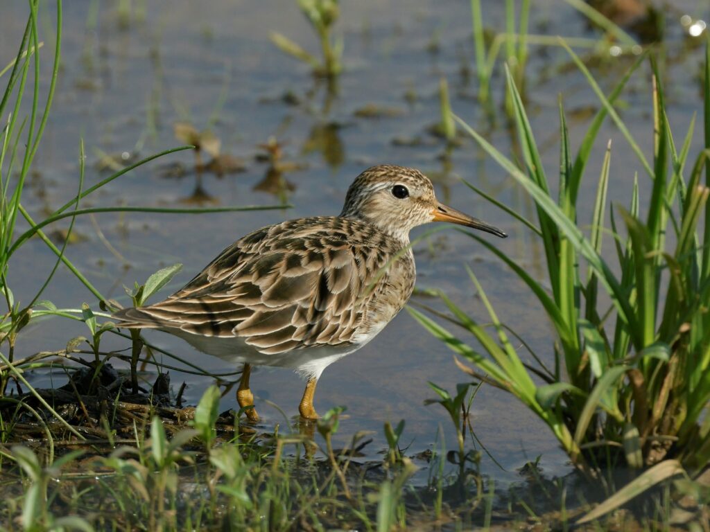 19 Pectoral Sandpiper, Bedford County, VA