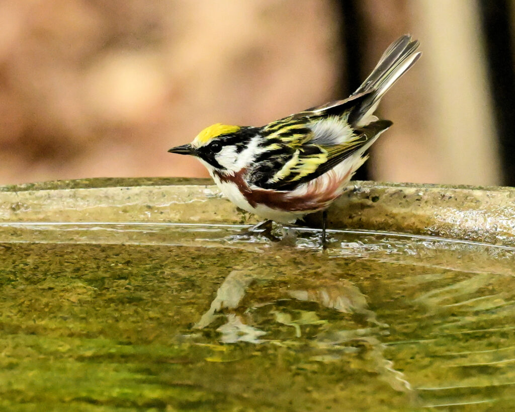 2 Chestnut-sided Warbler, Roanoke County, VA