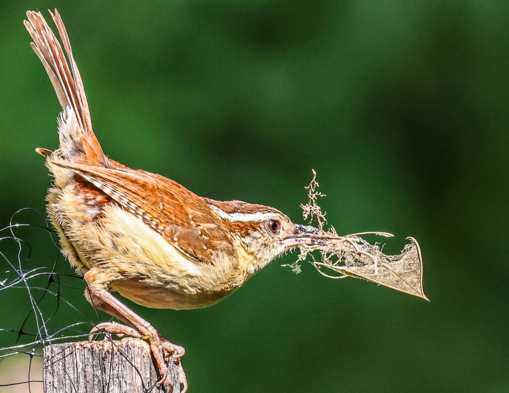 20 Carolina Wren, Roanoke, VA
