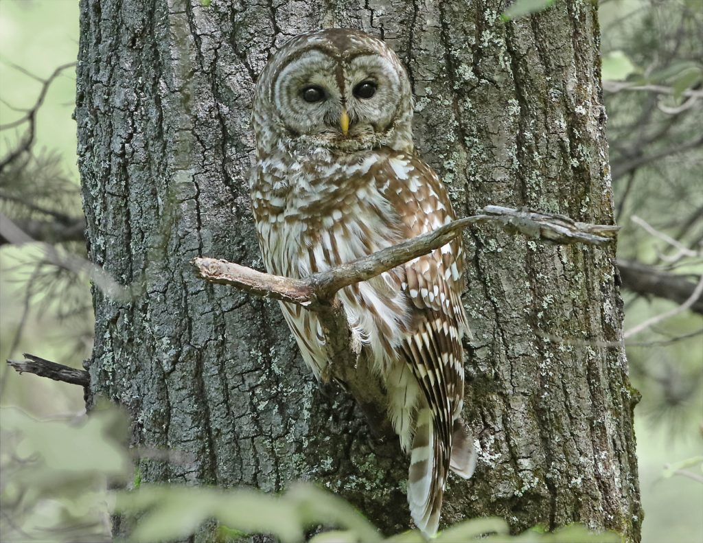 21 Barred Owl, Roanoke County, VA