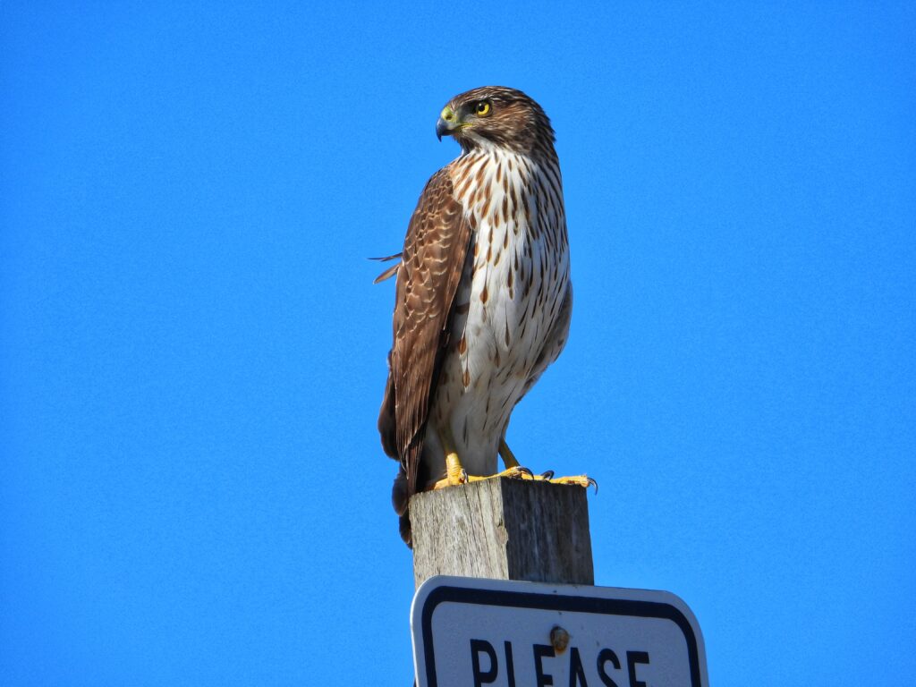 22 Cooper's Hawk, Virginia Beach, VA