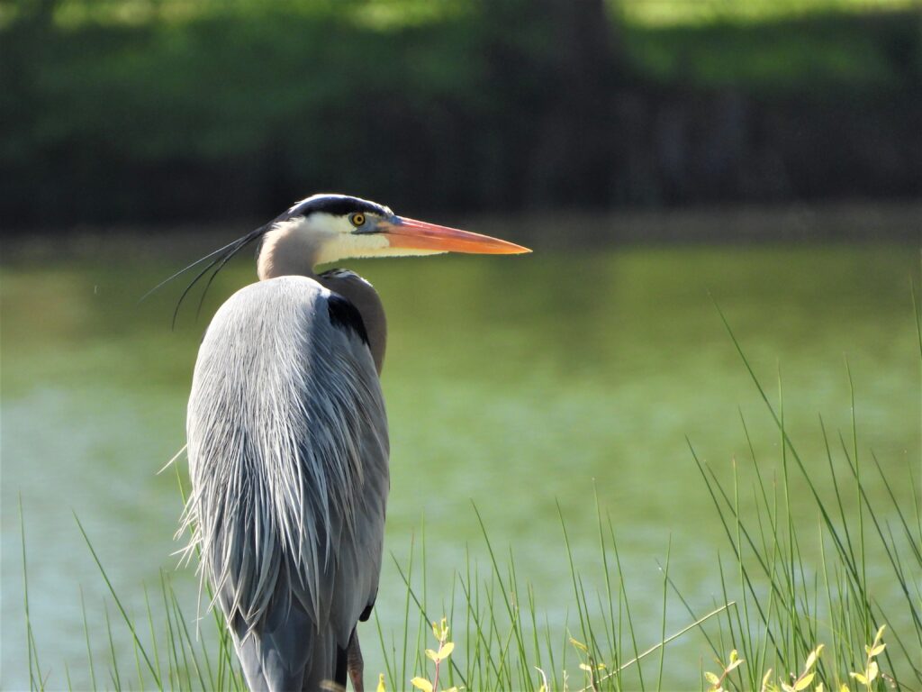 23 Great Blue Heron, Wilck's Lake, Prince Edward County, VA