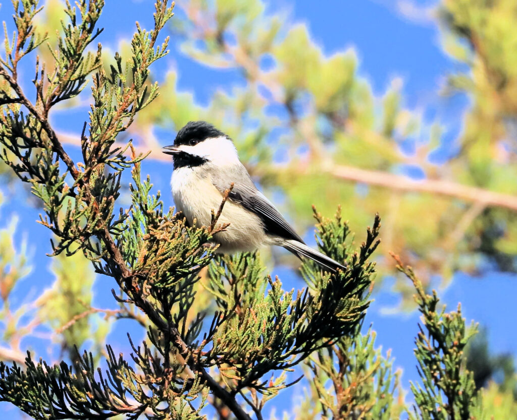 24 Carolina Chickadee, Botetourt County, VA