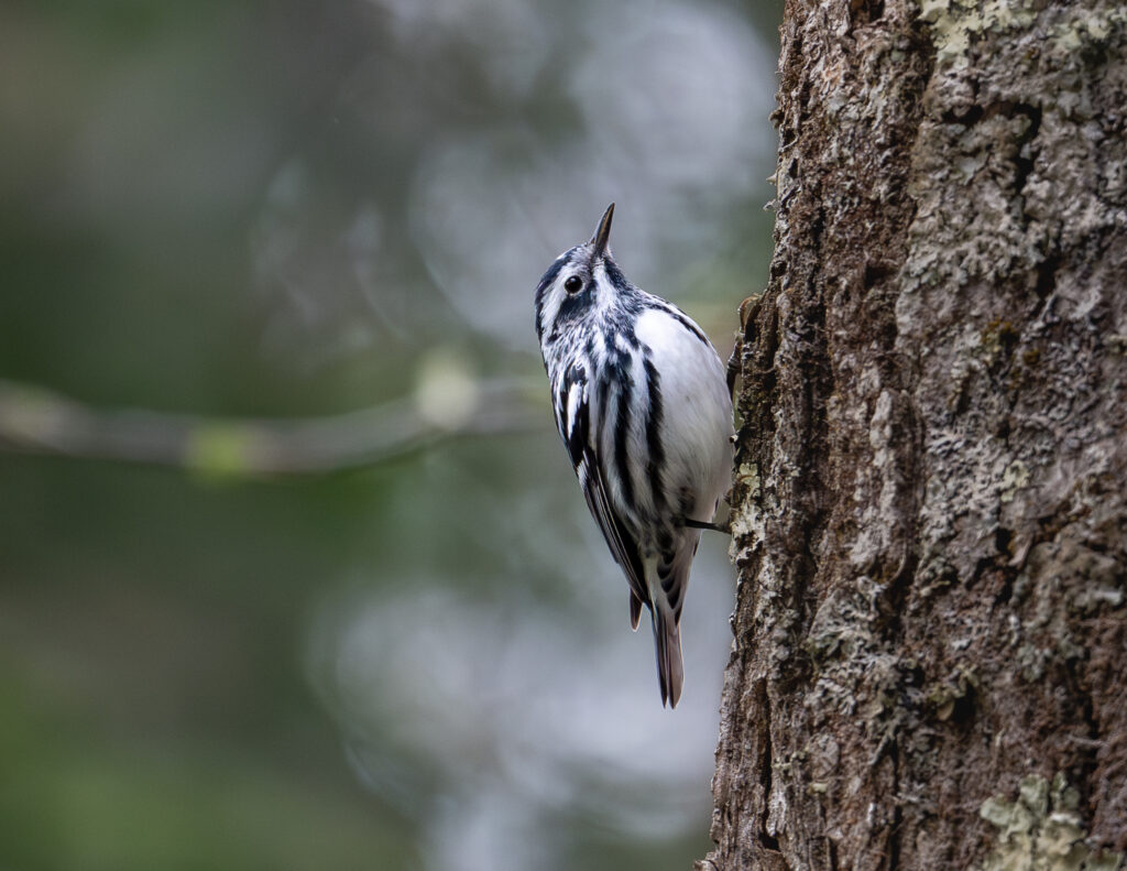 25 Black & White Warbler, Mountain Lake, VA