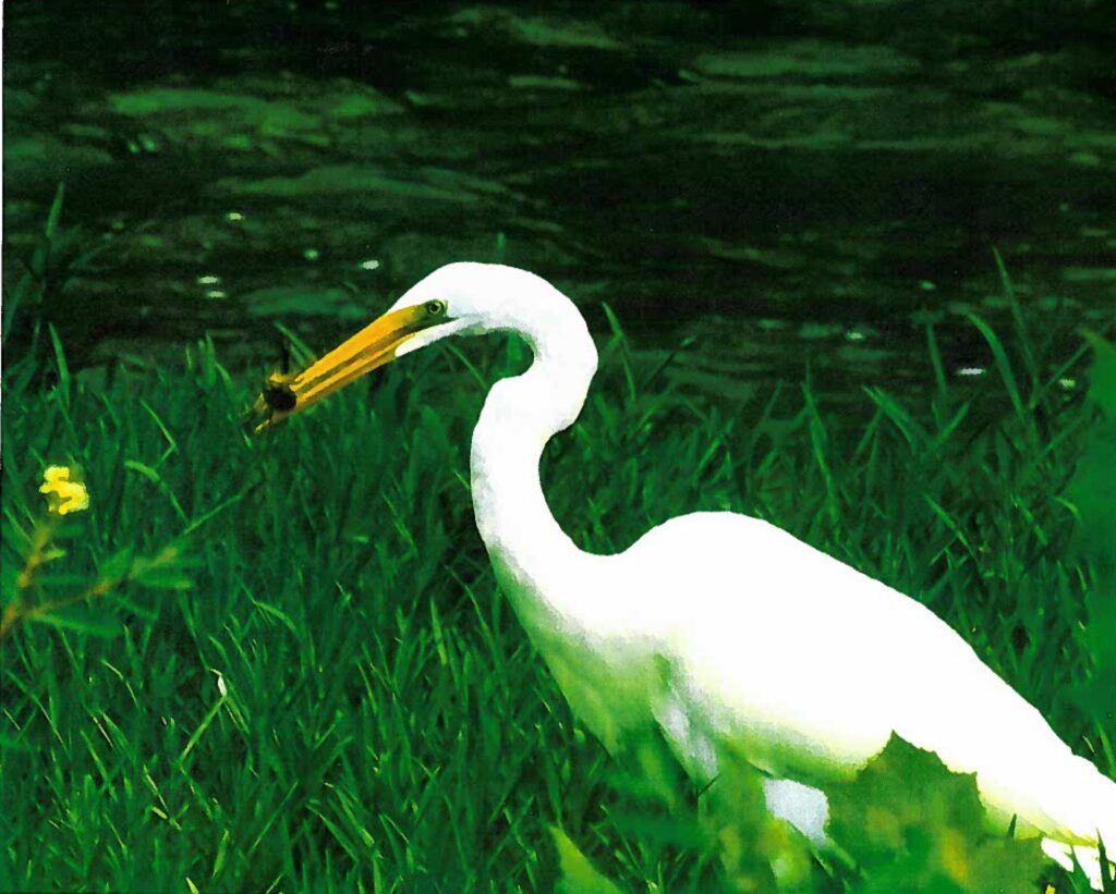 26 Great Egret, Roanoke River, Salem, VA