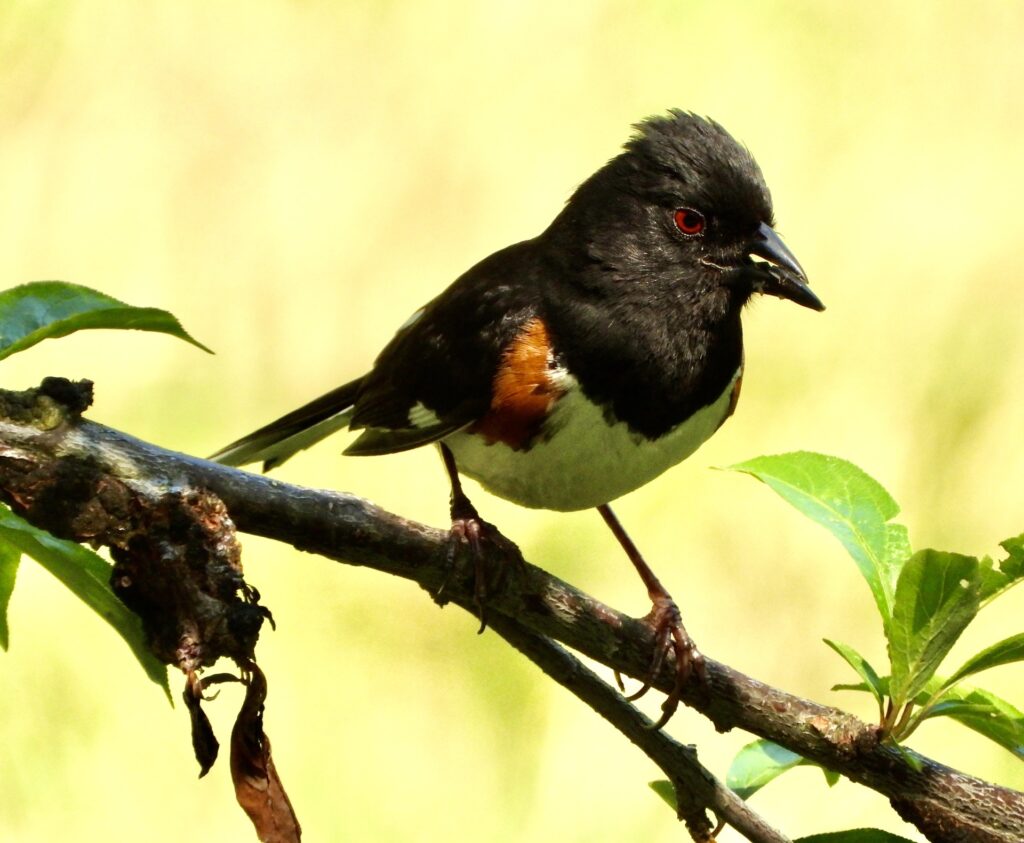 27 Eastern Towhee, Troutville, VA