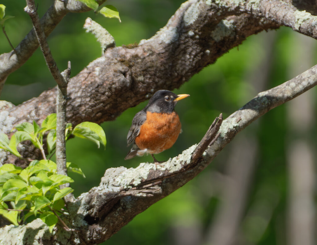 28 American Robin, Mill Mountain, Roanoke, VA