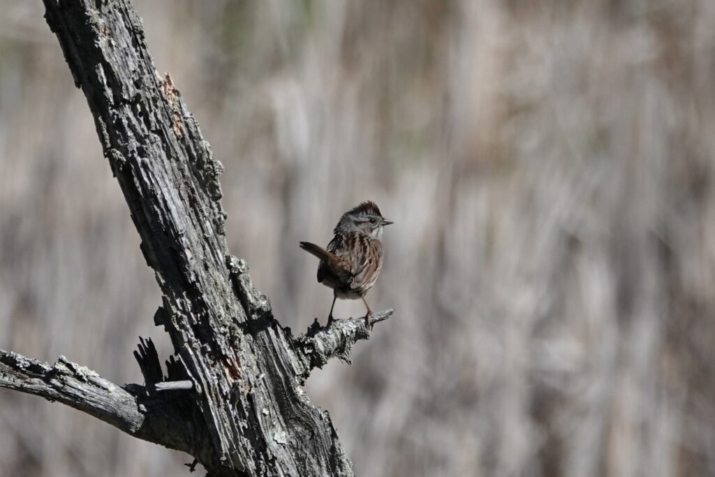 29 Swamp Sparrow, Pandapas Pond, Montgomery County, VA