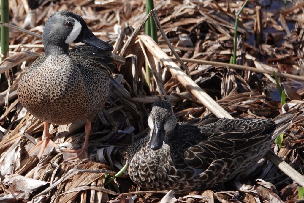 3 Blue-winged Teal Pair, Cleery Field, Sarasota, FL