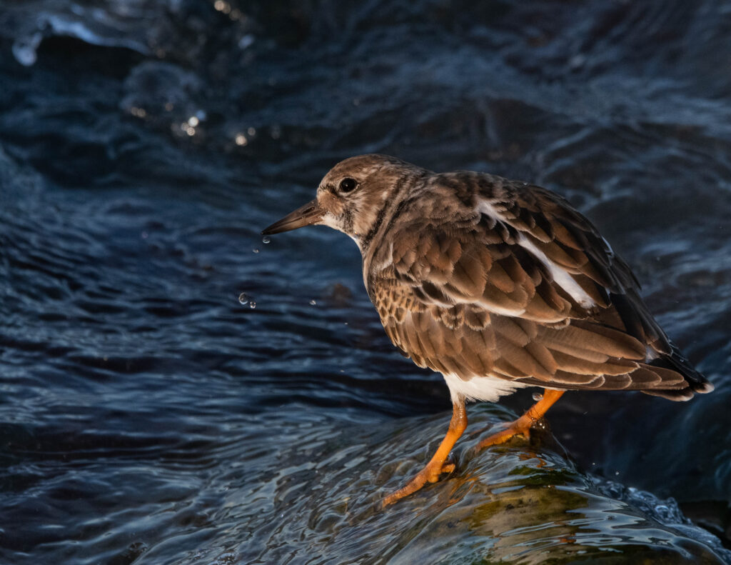 30 Ruddy Turnstone, Cape Charles, VA