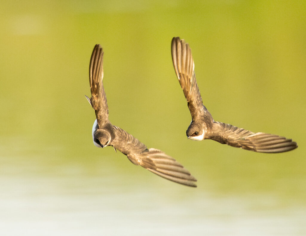 31 Juvenile Tree Swallows, Bent Mountain, VA