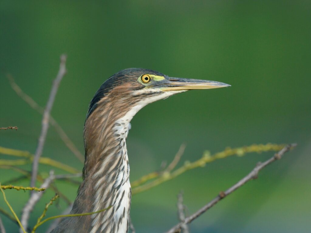 32 Green Heron, Bedford County, VA