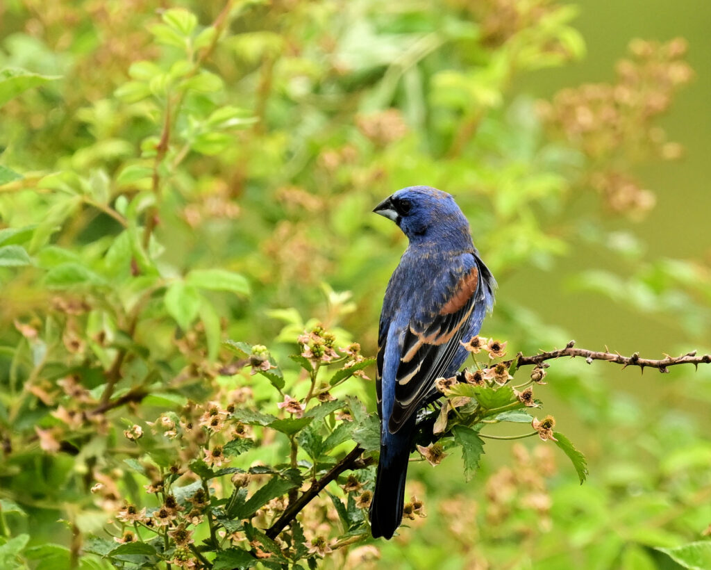 33 Blue Grosbeak, Roanoke County, VA