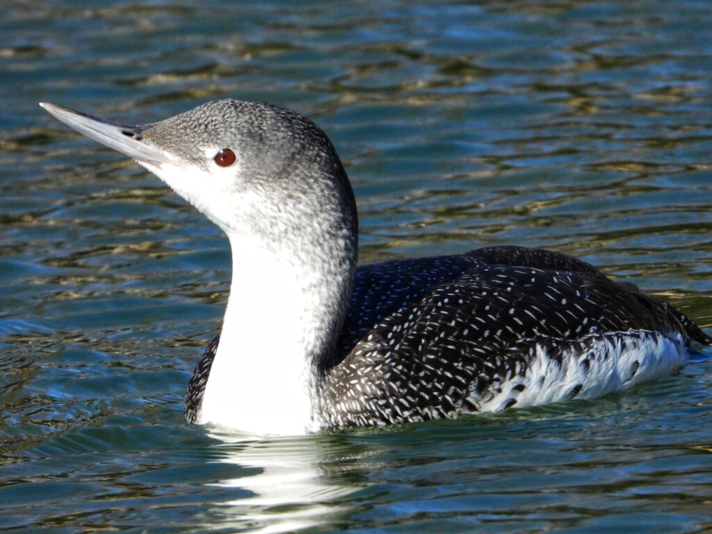 34 Red-throated Loon, Lake Spring Park, Salem, VA