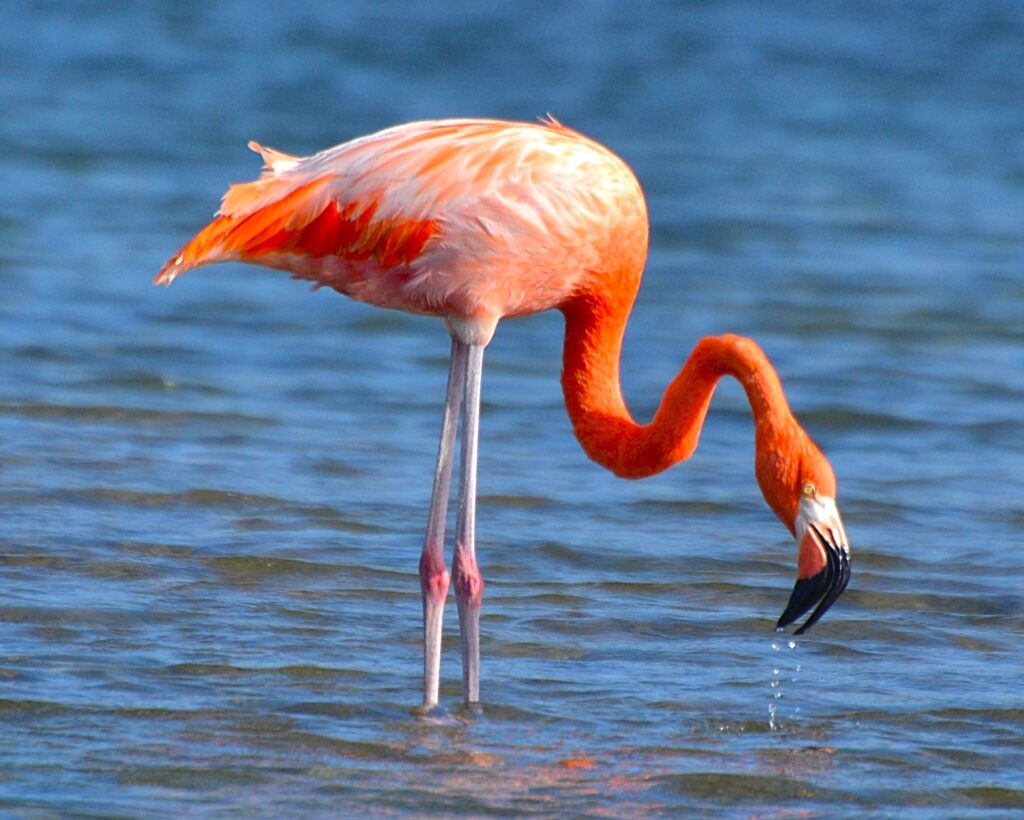 35 American Flamingo, Bonaire, Caribbean, Netherlands