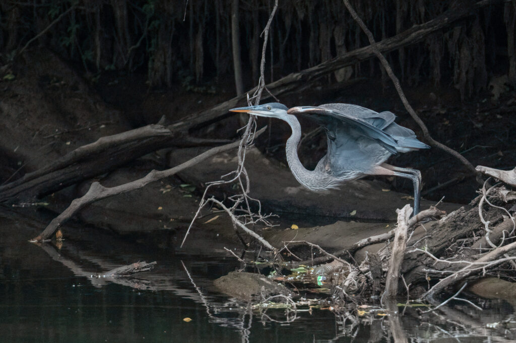 36 Great Blue Heron, Explore Park, Roanoke County, VA
