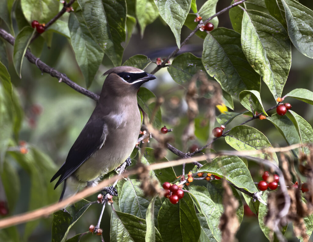 37 Cedar Waxwing, Greenway, Salem, VA