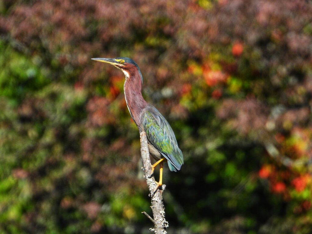 38 Green Heron, Waldron Park, Roanoke, VA