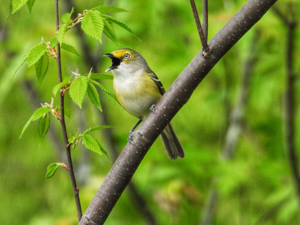 39 White-eyed Vireo, Waldron Park, Roanoke, VA