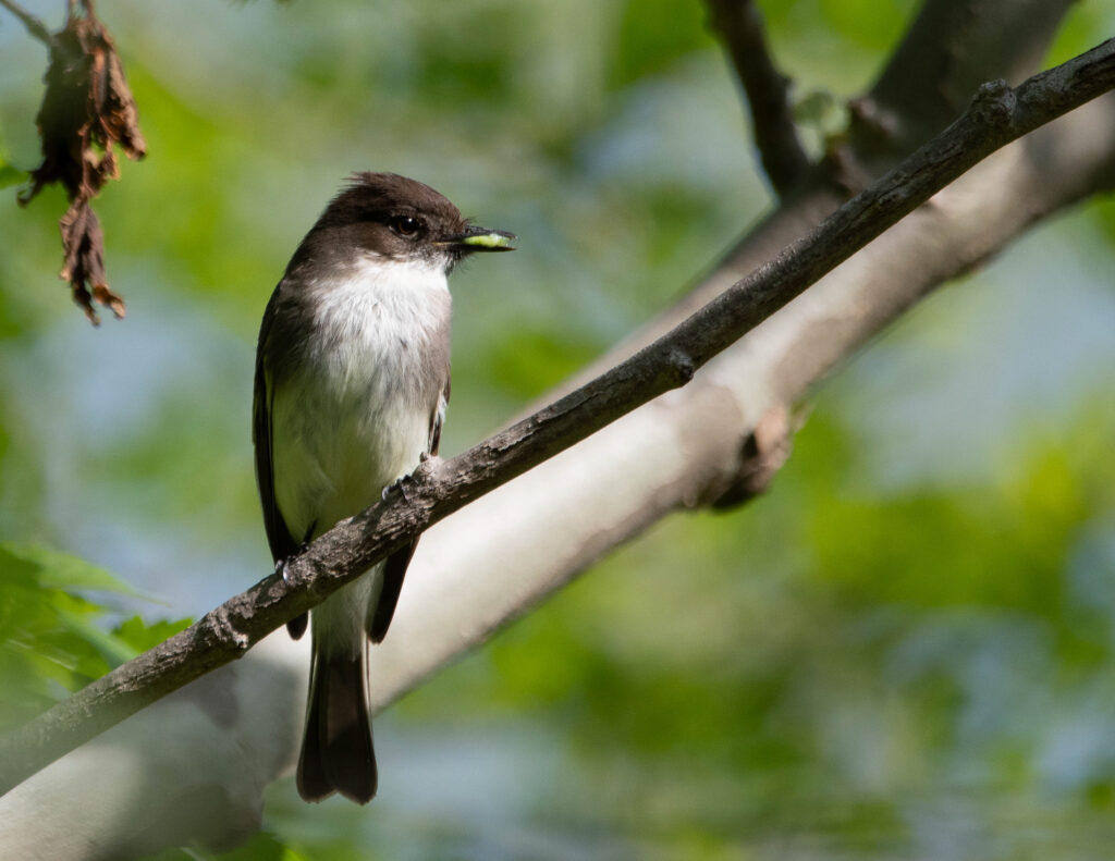4 Eastern Phoebe, Arcadia, VA