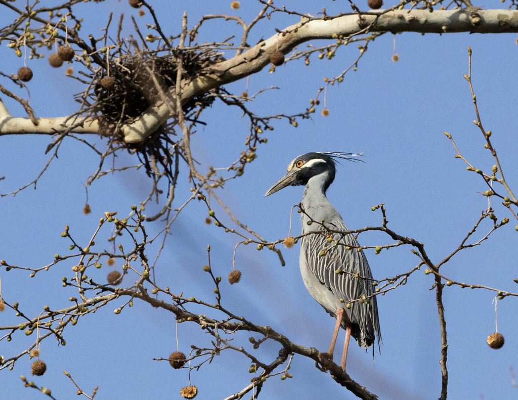 40 Yellow-crowned Night Heron, Roanoke County, VA