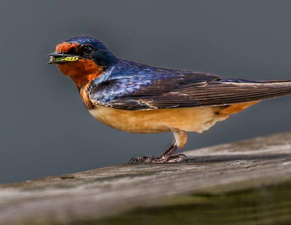 41 Barn Swallow, Roanoke, VA