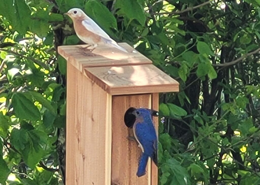 42 Male & Leucistic Female Bluebird, Backyard Nesting Box, VA