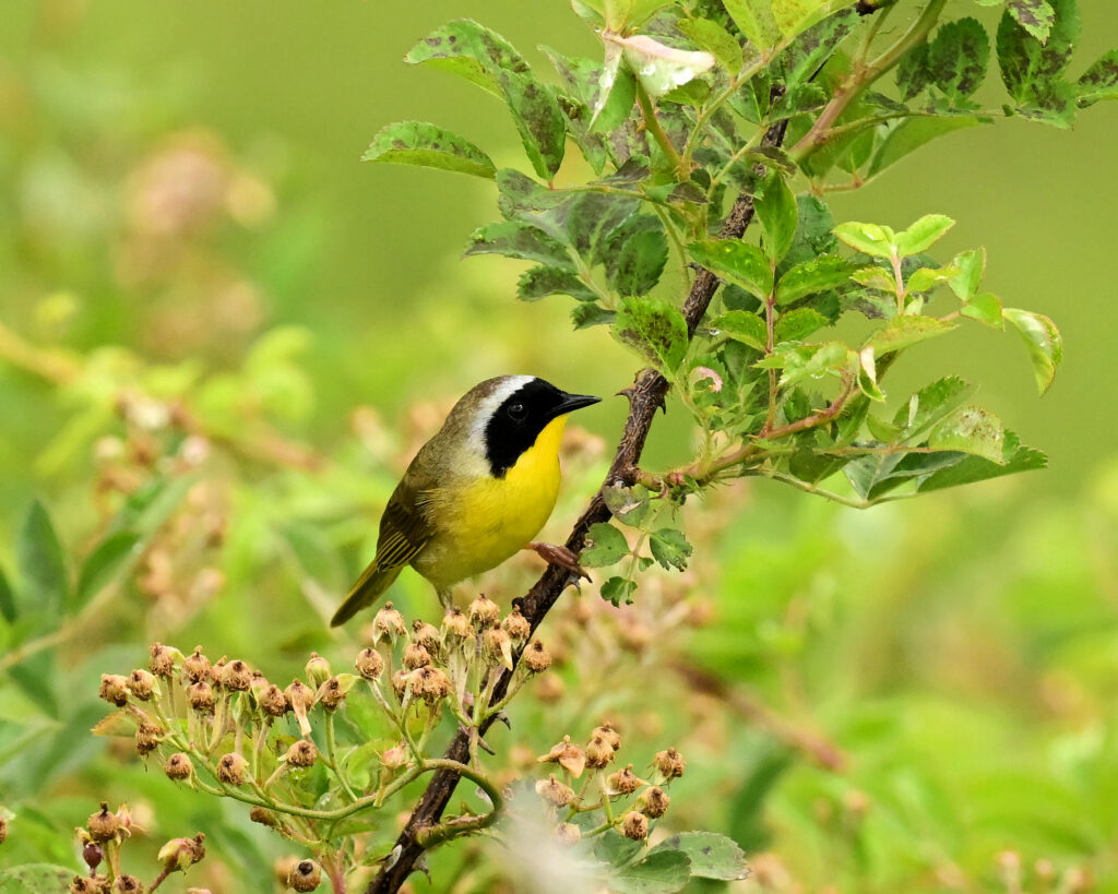 43 Common Yellowthroat, Roanoke County, VA
