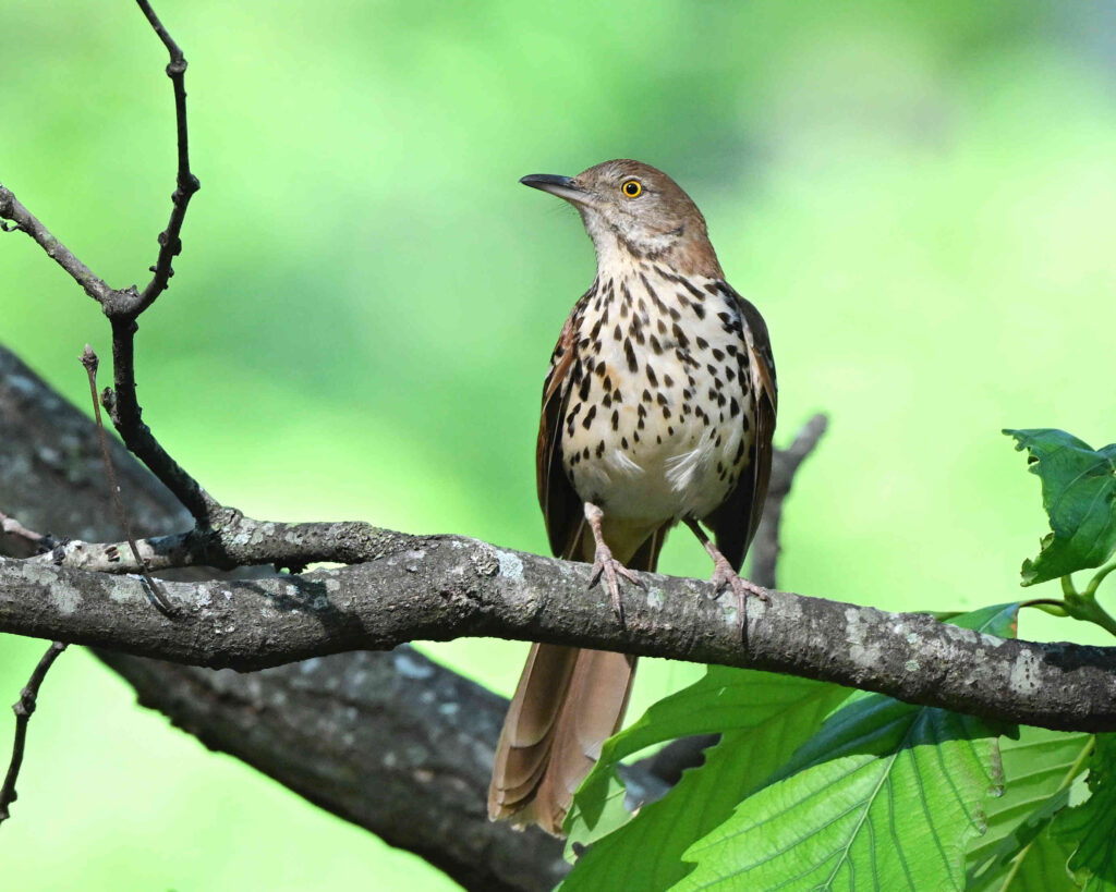 44 Brown Thrasher, Roanoke, VA