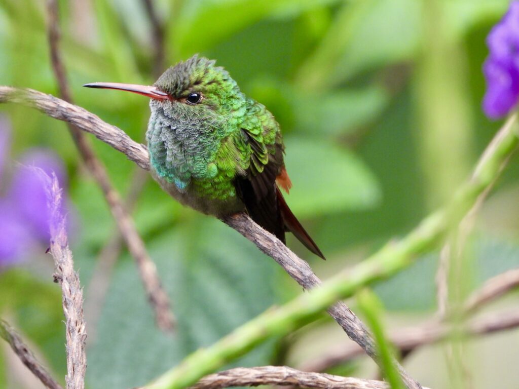 45 Rufous-tailed Hummingbird, Costa Rica