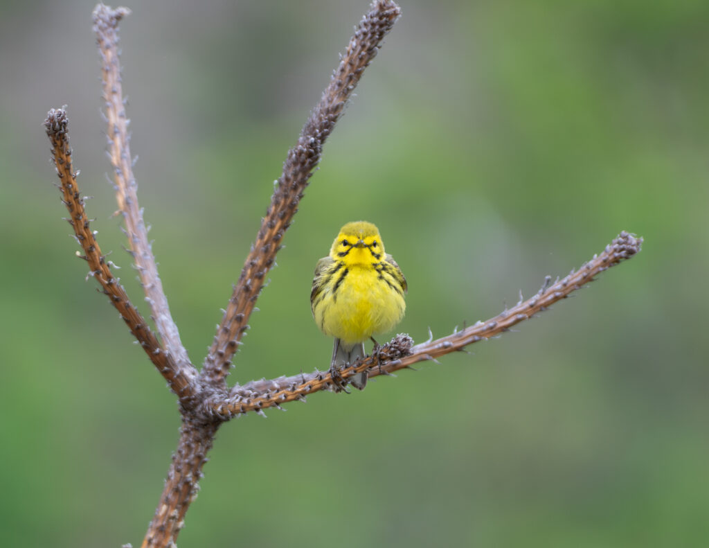 46 Prairie Warbler, Hinchee Trail, Roanoke County, VA