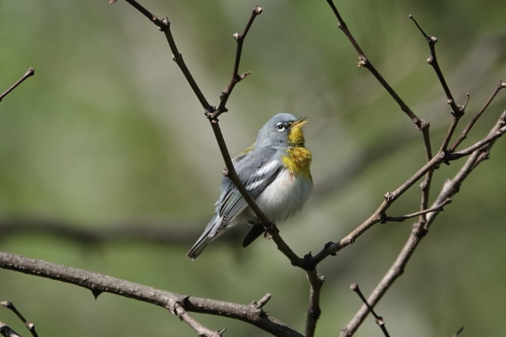 47 Northern Parula Warbler, Pandapas Pond. Montgomery County, VA