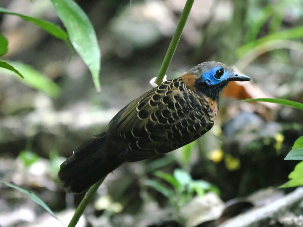 48 Ocellated Antbird, Panama