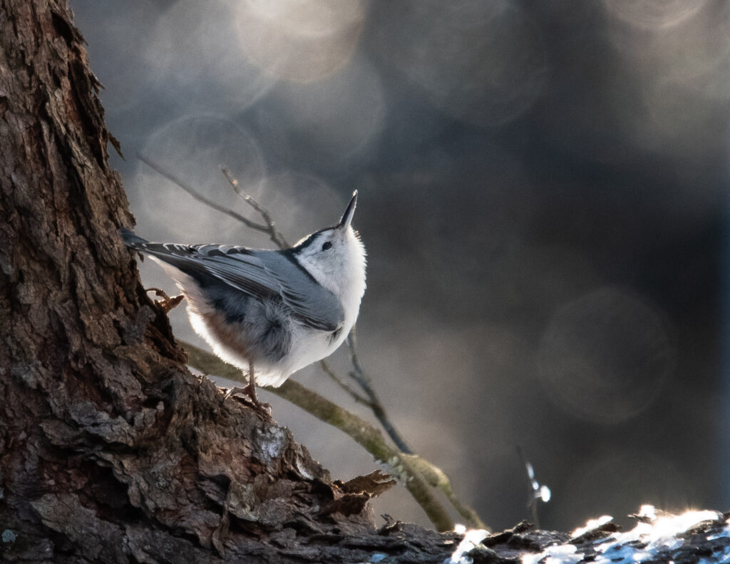 49 White-breasted Nuthatch, Buchanan, VA