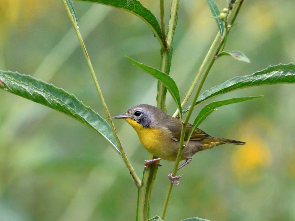 5 Common Yellowthroat - Bedford County, VA