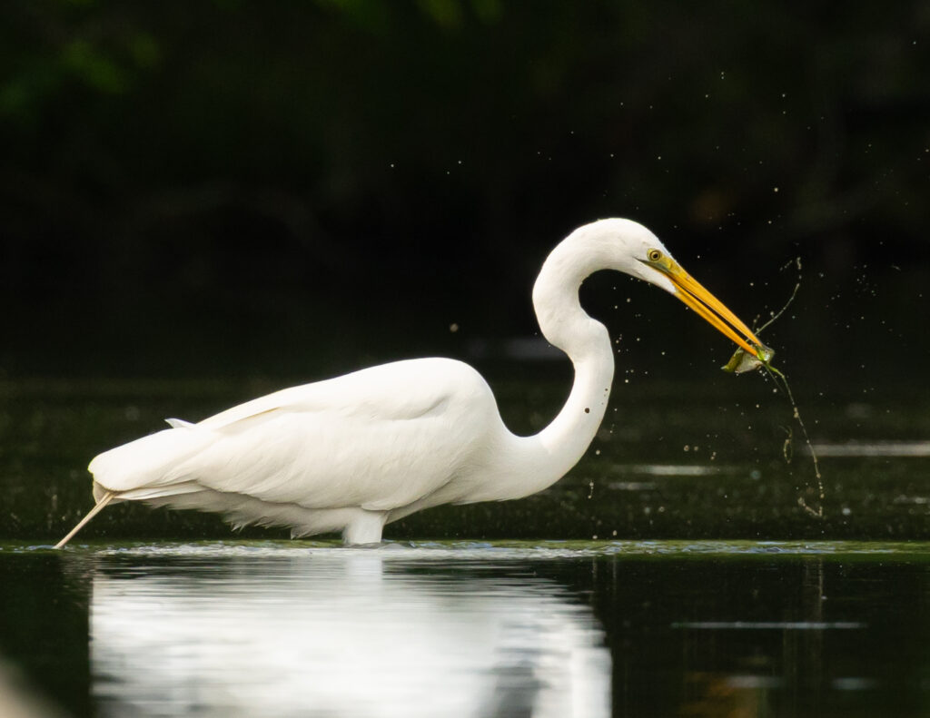50 Great Egret, Fairy Stone State Park, VA